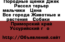 Породные щенки Джек Рассел терьер-мальчики › Цена ­ 40 000 - Все города Животные и растения » Собаки   . Приморский край,Уссурийский г. о. 